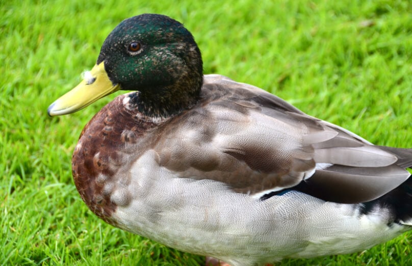 How Long Do Mallard Ducks Live