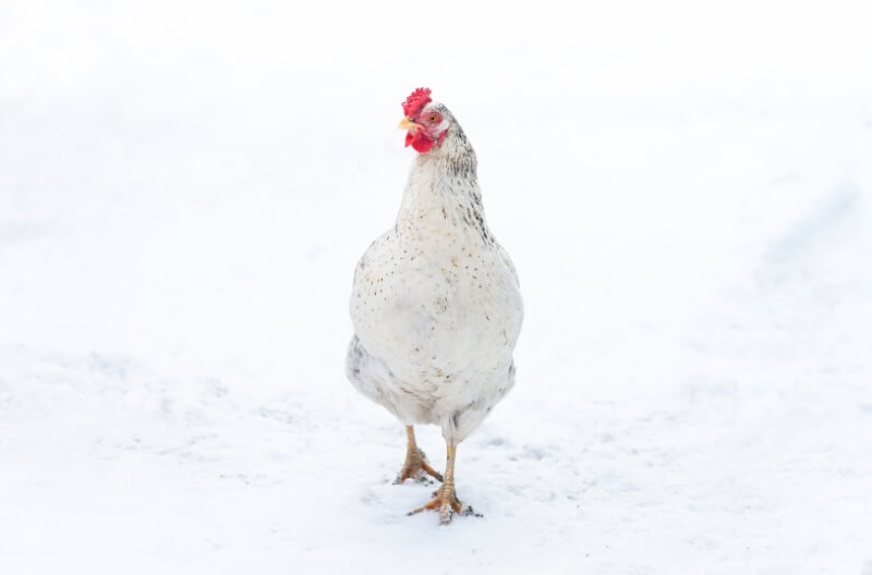 How to Keep Chickens in Winter