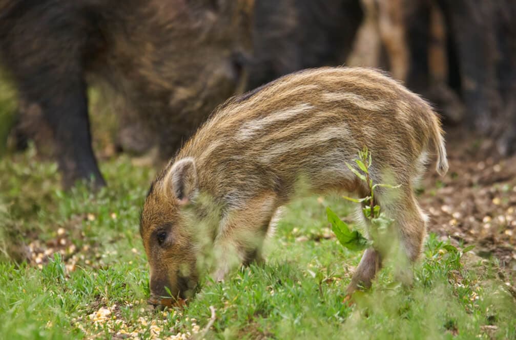 Do Wild Pigs Eat Rabbits